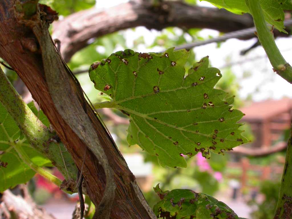 Anthracnose of Grapes